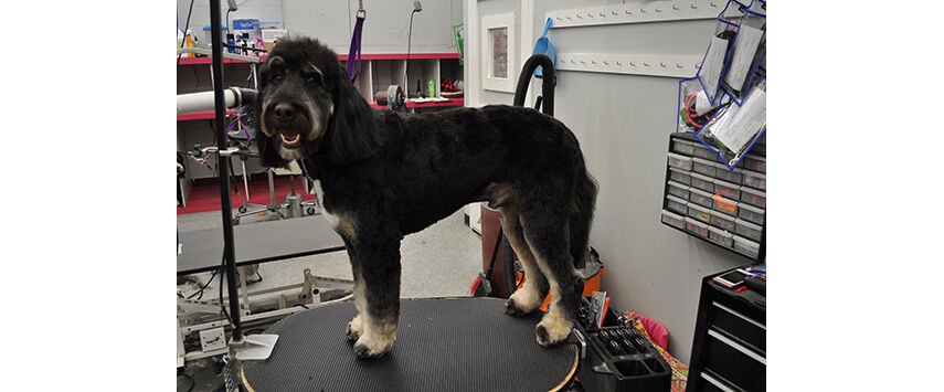 Grooming the Bernadoodle